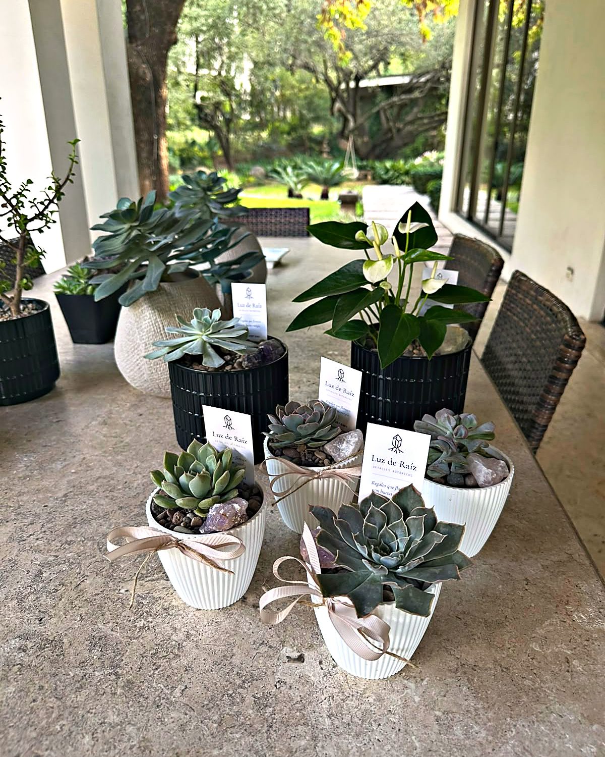 Seis arreglos de suculentas y un anturio con sus etiquetas, listos para entregar en una terraza