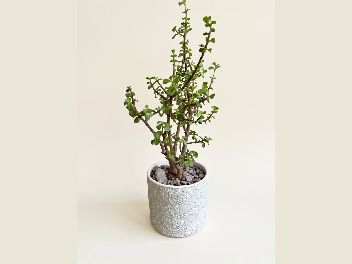 Árbol de la abundancia, Portulacaria de tronco leñoso en cerámica blanca o negra, sobre piedra de río.