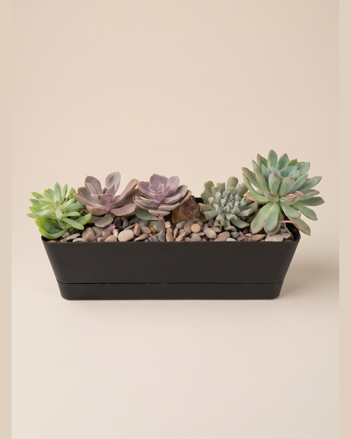 Jardinera de cinco suculentas, La misma jardinera pero llena: cinco suculentas de tonos distintos.