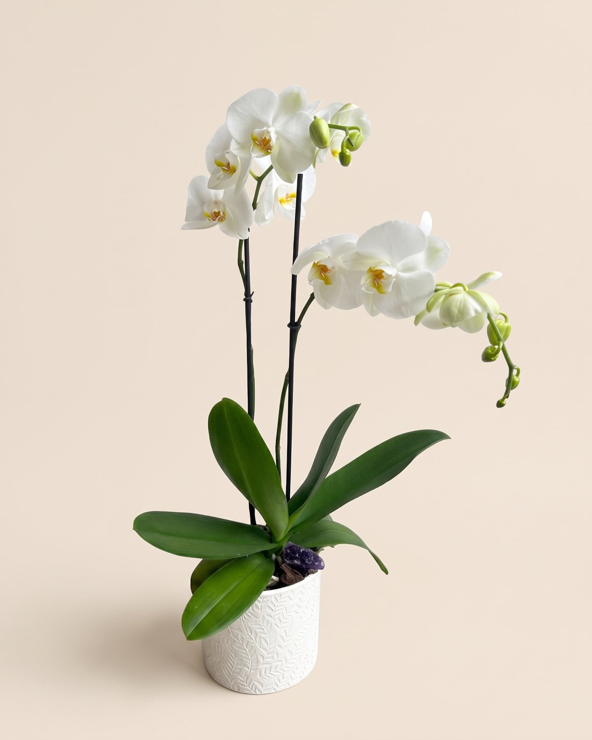 Orquídea, Orquídea blanca de dos varas en cerámica blanca con relieve, con amatista.