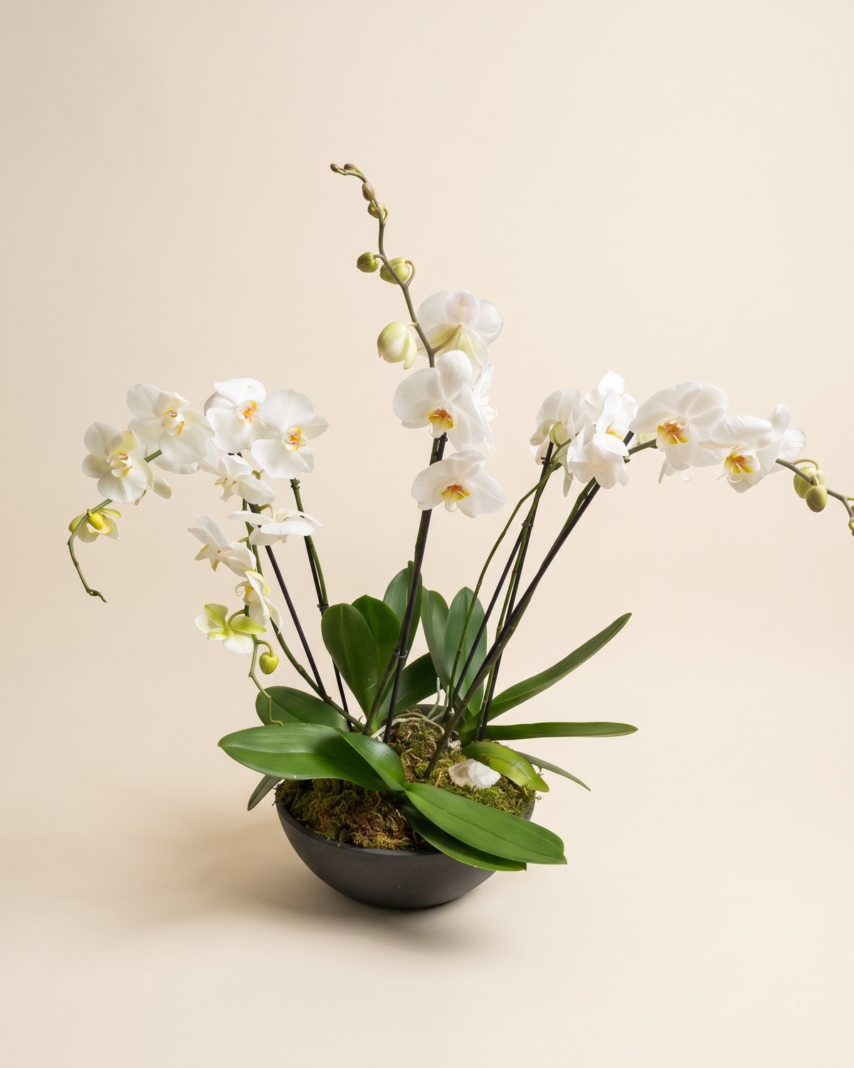 Orquídeas Luz de Raíz, Varias orquídeas blancas sembradas juntas sobre musgo, en cuenco color carbón y con cuarzo cristal.