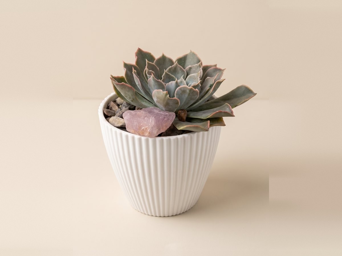 Raíz de Amor, Echeveria en maceta marfil acanalada con cuarzo rosa.