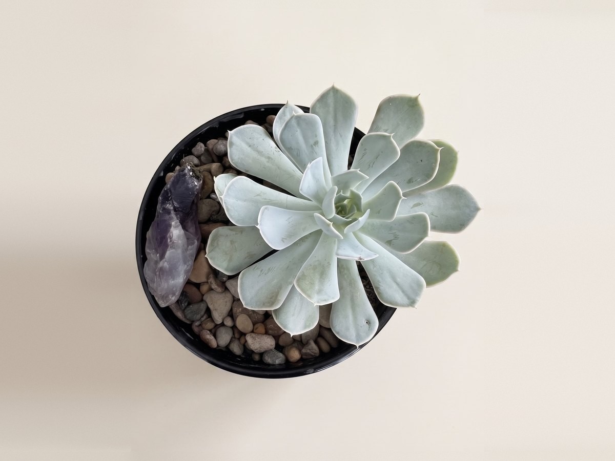 Raíz de Calma, Echeveria en cerámica negra estriada, con amatista.