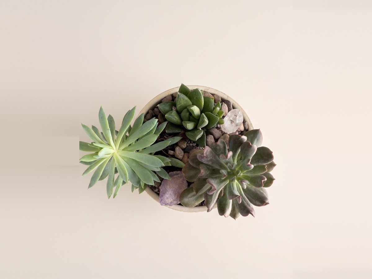 Trío de suculentas, Tres plantas distintas conviviendo en una sola maceta, con amatista.